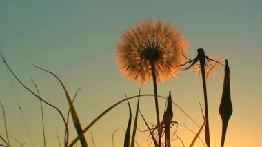 Öğlen yatağa giden Jack 'in (Tragopogon pratensis) gün batımı gökyüzüne karşı karahindiba gibi tohumu başı.