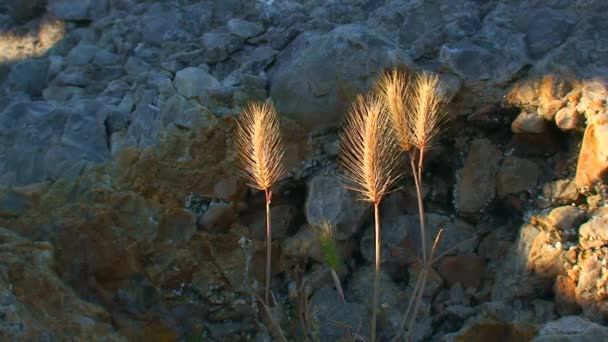 蛇岛的植物 在岩石地面背景下的野生谷物干燥的耳朵 乌克兰 — 图库视频影像