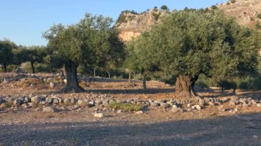 Olive grove in the rays of the setting sun against the backdrop of a mountain landscape.