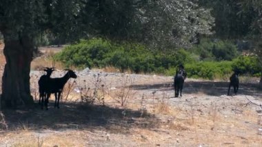 Keçiler zeytin ağaçlarının gölgesinde otlar. Avrupa, Yunanistan.