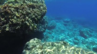 Şnorkelleme: kamera alglerle kaplı kayalar arasında sığ sularda hareket eder.