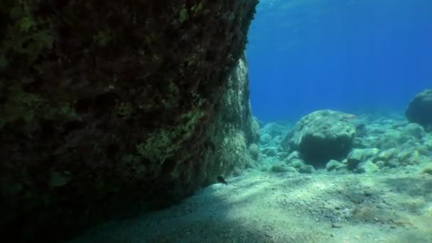 Snorkeling Κάμερα Κινείται Κατά Μήκος Ενός Υποβρύχιου Βράχου Και Μετά — Αρχείο Βίντεο