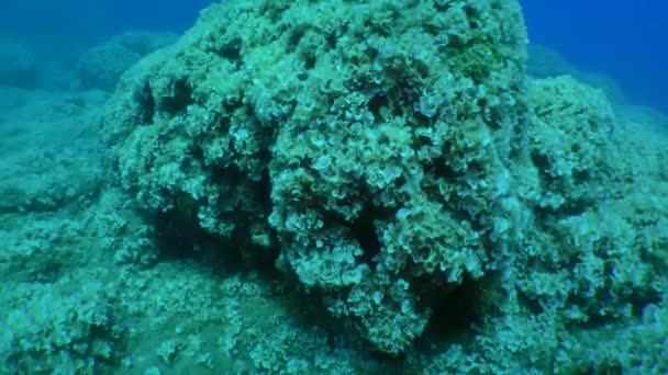 Camera Zooms Cliff Completely Covered Brown Algae Peacock Tail Padina — Stock Video