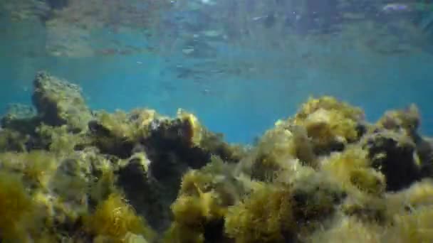 美しい水中風景 振動藻類 太陽の光の傾斜 — ストック動画