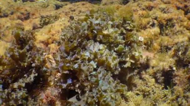波に揺れるブラウンアルガの茂み 葉平翼アルガ Stypopodium Schemperi — ストック動画