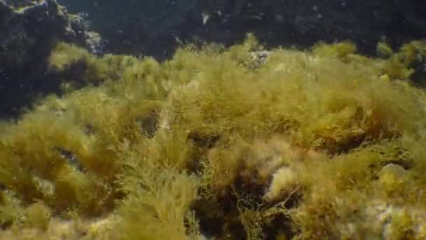美しい水中風景 茶色の藻類の茂みは 太陽の光線によって照らされた破壊波のビートに揺れる — ストック動画
