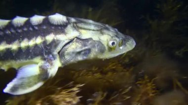 Tuna mersin balığı ya da elmas mersin balığı (Acipenser gueldenstaedtii) kahverengi alg üzerinde yavaşça yüzer..