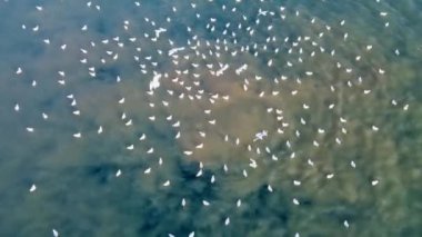 Kanalizasyon borularının denize boşalmasının havadan çekilmiş fotoğrafı. Kamera yavaşça denizin derinliklerinden yükselen kahverengi su kabarcıklarının gayzerine iniyor ve martılar için büyük bir toplanma yeridir..