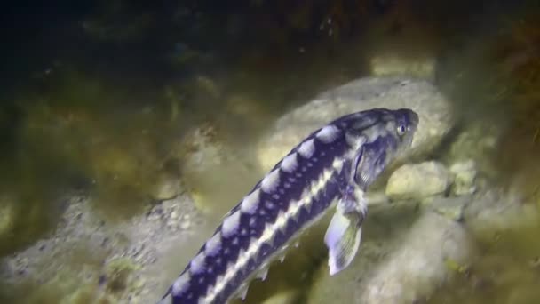 Russian Sturgeon Diamond Sturgeon Acipenser Gueldenstaedtii Swims Slowly Rocky Bottom — Stock Video
