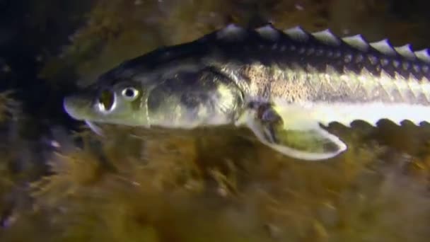 Azov Karadeniz Mersin Balığı Rus Mersin Balığı Acipenser Gueldenstaedtii Parlak — Stok video