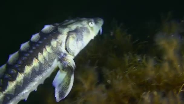 철갑상어 러시아 철갑상어는 해조류로 바닥에 수영을 — 비디오