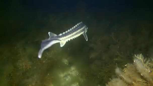 러시안 철갑상어 다뉴브강 철갑상어 Acipenser Gueldenstaedtii 뒷모습 해조류덮인 바위를 배경으로 — 비디오
