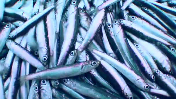 Комерційне Рибальство Велика Кількість Живої Риби Палубі Рибальського Човна Крупним — стокове відео