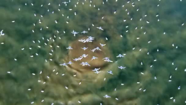 海の水中下水道パイプライン 水面に浮かぶ茶色の泡と緑の海水との混合は 海鳥の多数を引き付けます — ストック動画
