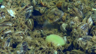 Balık üretimi: Erkek bir Racer goby (Babka gymnotrachelus), Zebra Massel ile kaplanmış bir nehir yatağında yuvasının ortasında çıkar..