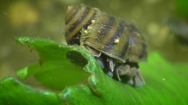Süßwasserschnecke Viviparus Viviparus Auf Einem Blatt Einer Wasserpflanze Nahaufnahme — Stockvideo