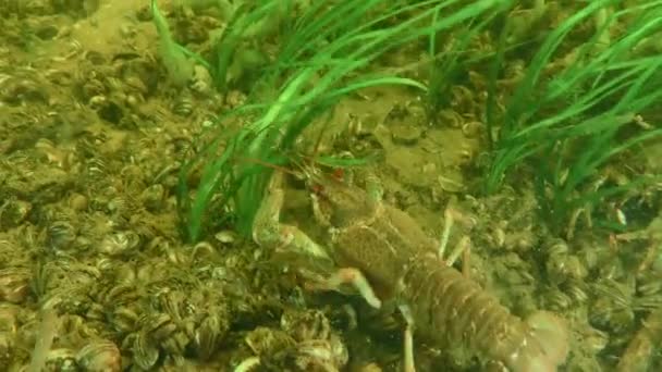 宽被禁小龙虾 Astacus Astacus 穿过绿色水生植物 然后爬向远方 — 图库视频影像