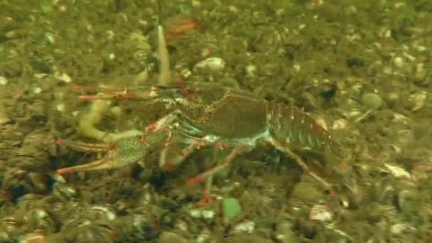 一条大小龙虾沿着覆盖着斑马鱼的河床爬行 然后离开了框架 — 图库视频影像