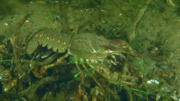 欧洲螃蟹 Astacus Astacus 沿着覆盖着斑马鱼的河床缓慢地爬行 然后离开框架 — 图库视频影像