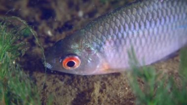 Erkek Bitterling ya da Avrupa bitterling (Rhodeus amarus) nehri dibinde nikah kılığında, yakın plan.