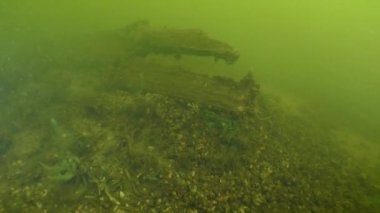 Arkeolojik Araştırma: Turbitik nehir suyu aracılığıyla, kamera yavaşça antik bir ahşap gemi olan Dnieper Nehri, Ukrayna tahtasına yaklaşıyor..