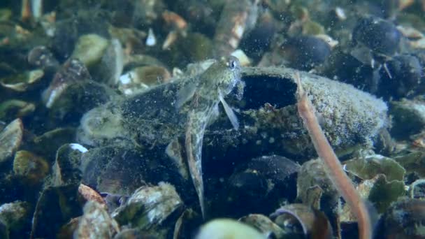 その避難所である貝の殻の横に川の底にレーサーのゴビー バブカ体育館トラディウス — ストック動画