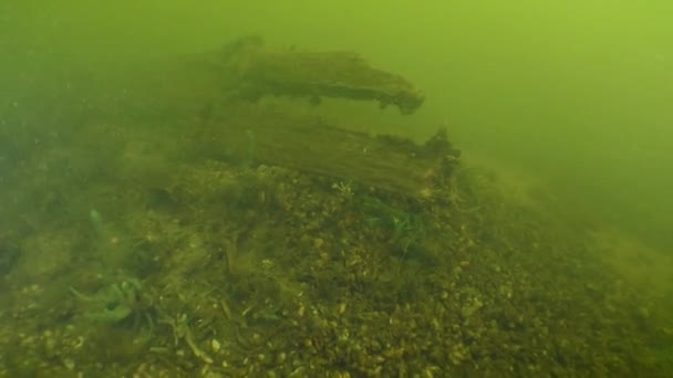 考古研究 通过浑浊的河水 摄像机慢慢接近一艘古老的木船 乌克兰第聂伯河 — 图库视频影像