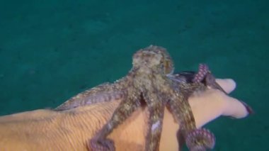 Küçük ortak ahtapot (Octopus vulgaris) bir yüzücünün avucunda deniz tabanının arka planına karşı.