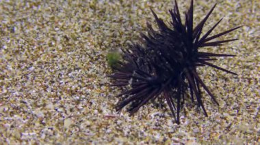 Karadeniz Urchin (Arbacia lixula) kumlu zeminde yaklaşan bir dalga tarafından ters çevrilir.