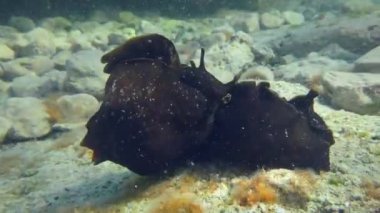 Benekli deniz tavşanı veya Karadeniz (Aplysia fasciata) kayalık zeminde çiftleşir.