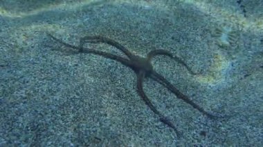 Su canlıları: Kırılgan yıldız, yakın planda, sığ sularda kumlu zemin boyunca sürünür. Akdeniz.