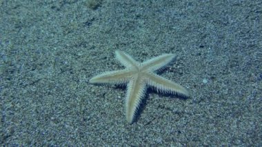 Ters Kum Denizyıldızı veya İnce Deniz Yıldızı (Astropecten spinulosus) yatay konuma, zaman atlamalı konuma döner.