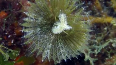 Tavuskuşu solucanı ya da Tavuskuşu tüyü toz solucanı (Sabella pavonina) küçük organizmaları yakalamak için dokunaçlı bir taç ile avlanır ve solucan onları tüpe çeker. Akdeniz, Yunanistan.