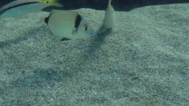 Kızıl Deniz keçi balığı (Parupeneus forsskali) toprağı kazarken, yaygın iki şeritli deniz keçi balığı (Diplodus vulgaris) umursamadıkları yiyecekler için keçi balığını takip eder..