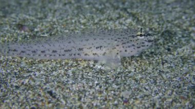 Bucchich 's goby (Gobius bucchichi) kumlu deniz tabanında. Akdeniz.