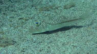 Sarı benekli kirpi balığı (Torquigener flavimaculosus) yavaşça kumlu tabanda üzerinde yüzer, yakın plan.