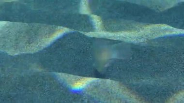 Cleaver Wrasse veya Pearly Razorfish (Xyrichtys novacula) sığ sularda kumlu zeminde yiyecek arar. Akdeniz, Yunanistan.