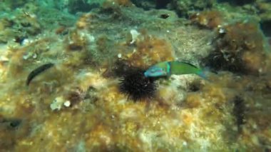 Birçok Afrika gökkuşağı wrasse veya Akdeniz yağmur balığı (Coris julis) kahverengi alglerle kaplanmış bir kayanın üzerinde ölü bir deniz kestanesi yer. Akdeniz.