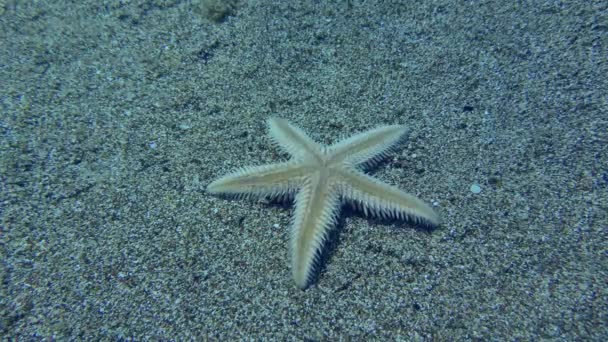 Ters Kum Denizyıldızı Veya Nce Deniz Yıldızı Astropecten Spinulosus Yatay — Stok video