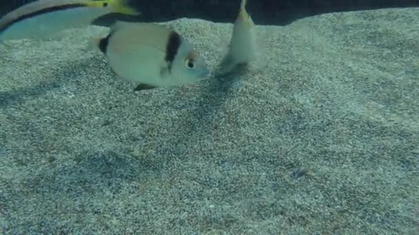 Γατόψαρο Της Ερυθράς Θάλασσας Parupeneus Forsskali Σπάει Έδαφος Ενώ Κοινός — Αρχείο Βίντεο