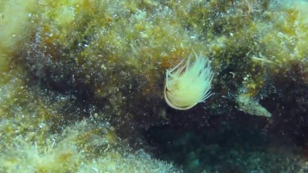 Red Spotted Horseshoe Smooth Tubeworm Protula Tubularia Extends Crown Tentacles — Stock Video