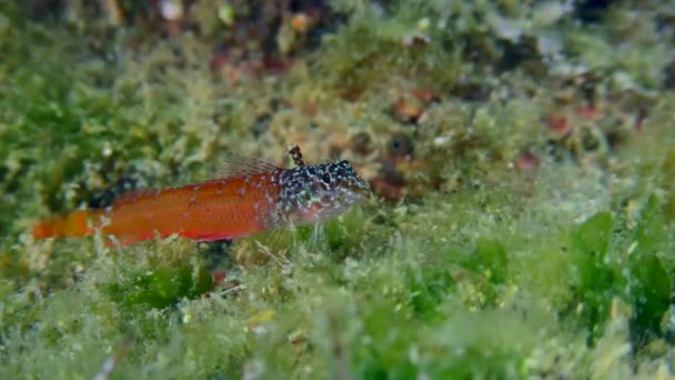 水中シーン 明るい赤の男性ブラックフェイスブレニー Tripterygion Melanurum 緑の藻類で覆われた岩の上の食べ物を探しています 地中海 ギリシャ — ストック動画