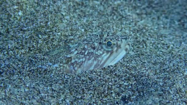 Atlantische Lizardfish Bluestriped Lizard Synodus Saurus Begraven Zandbodem Close Middellandse — Stockvideo