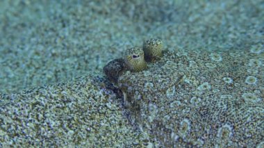 Geniş gözlü Flounder (Bothus podas) kumlu zeminde uzanır, göz hareketi, yan görüş, aşırı yakın çekim. Akdeniz, Yunanistan, Rodos.