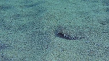 Geniş gözlü Flounder (Bothus podas) kumlu tabanda, yan görüş ve orta plan üzerinde yatar. Akdeniz, Yunanistan, Rodos.
