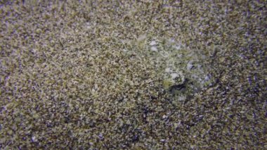 Kumda gömülü olan mürekkep balığı (Sepia officinalis) diğerleri için tamamen görünmezdir, sonra kumdan yükselir ve çerçeveyi terk eder. Yakın plan..