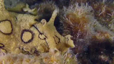 Deniz altı sahnesi: Akdeniz 'in istilacı zehirli formu - Benekli Deniz (Aplysia Dactylomela) alg ve portre ile kaplanmış alg boyunca sürünüyor.
