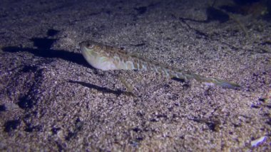 Gece avcısı Greater Weever (Trachinus draco) kısmen kuma gömülen avını bekler ve yüzerek uzaklaşır..