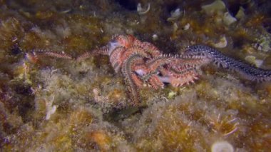 Su altı sahnesi: Yeni ve yeni sakallı ateş kurtları (Hermodice carunculata), kokusu birkaç metre uzaktan çekilen ölü balıklara doğru sürünürler..