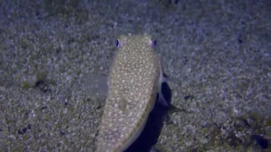 Deniz altı sahnesi: Sarı benekli kirpi balığı (Torquigener flavimaculosus) kumlu bir tabanda üzerinde yüzer.